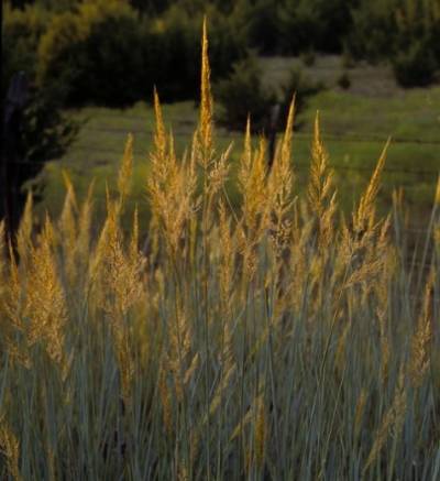 Indian Grass