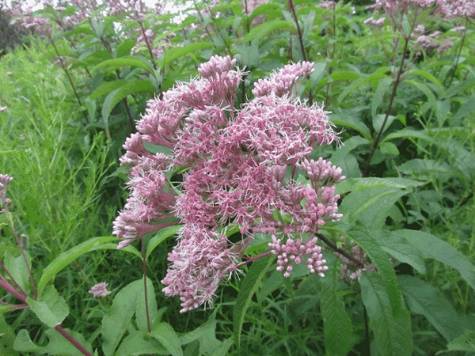Joe Pye Weed Flowers