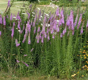 purple spike blooms
