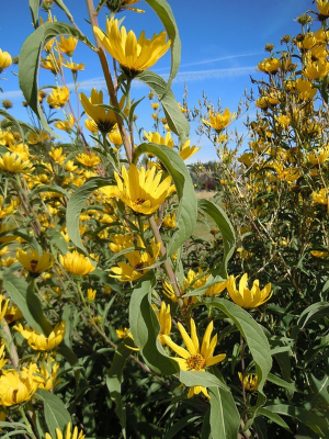 yellow sunflowers