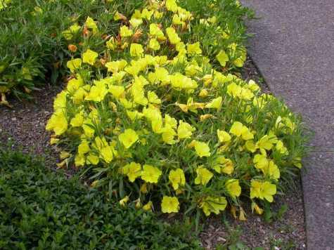 yellow flowers