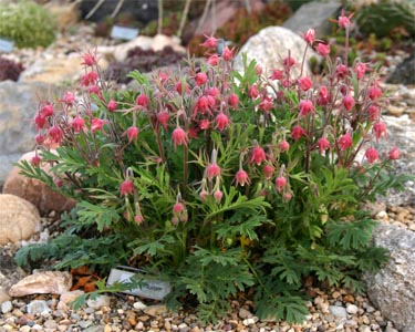 prairie smoke blooms