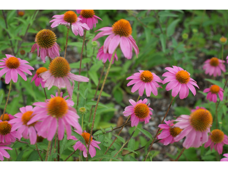 purple echinacea blooms