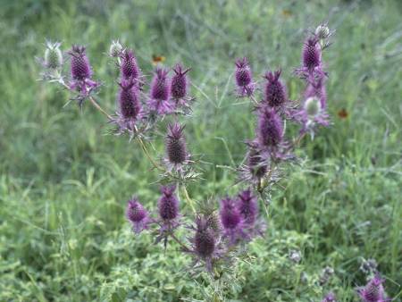 Purple False Thistle Flower