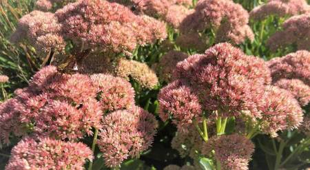 pink blooming sedum