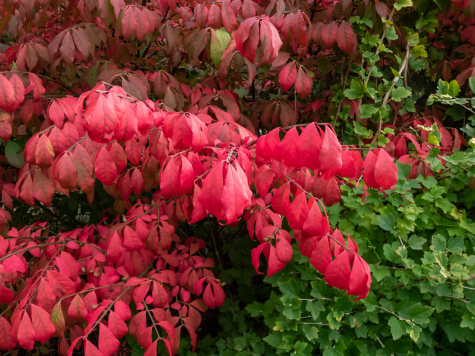 red burning bush