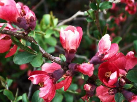 pink crabapple