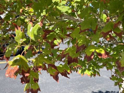 burnt leaves on maple tree