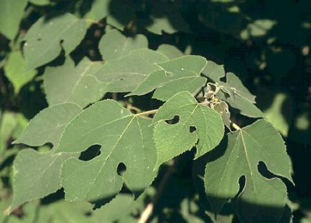 paper mulberry leaves