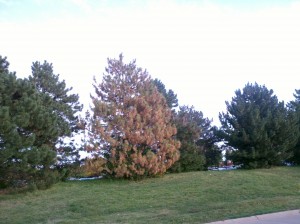 dead pine tree in a tree row