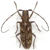 pine sawyer beetle adult