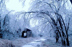 ice damage to trees