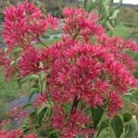 seven son flower seed pods