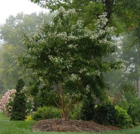 seven-son flower shrub