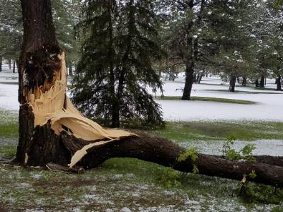 Branch torn off tree