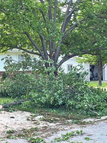 damage to silver maple