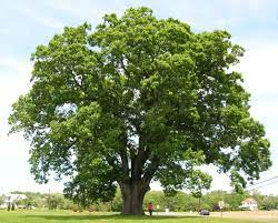 Elm Tree