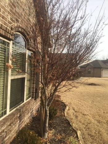 tree too close to a house