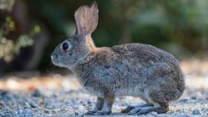 rabbit
