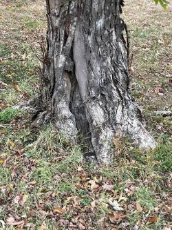 frost crack in tree trunk