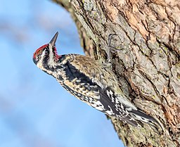 bird in tree