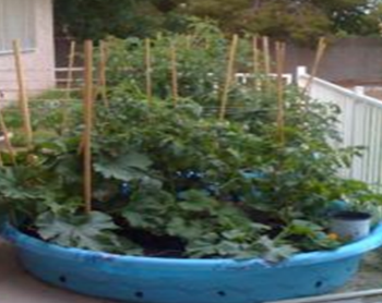 Squash growing in kiddie wading pool