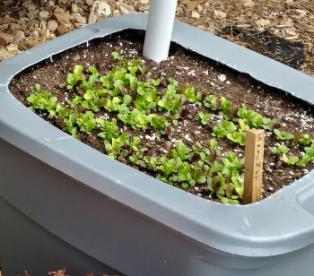 Self watering container vegetable garden