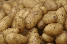 russet potatoes