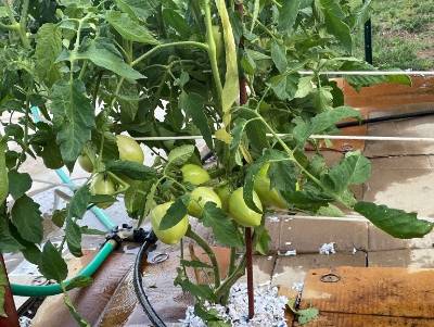green tomatoes on a plant