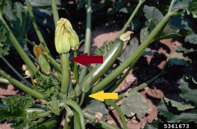 zuchini flowers
