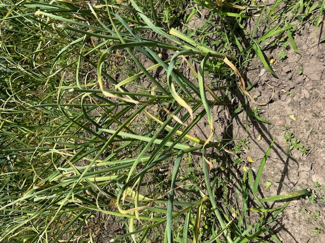 garlic growing in garden