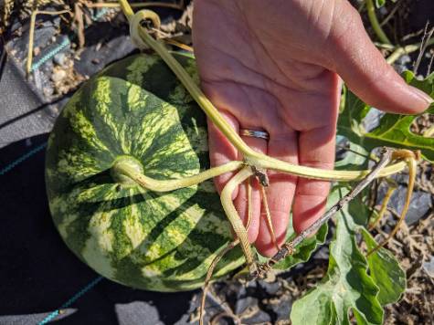 brown tendril on watermelon