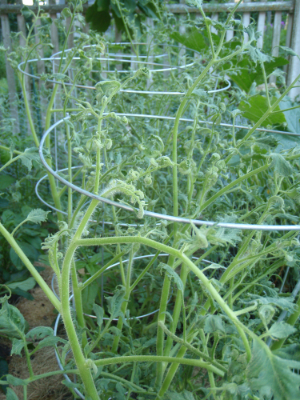 damaged leaves on tomatoes