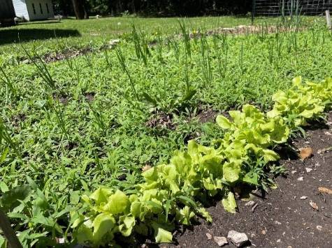 weeds around lettuce plants