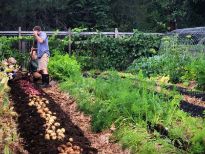 vegetable garden