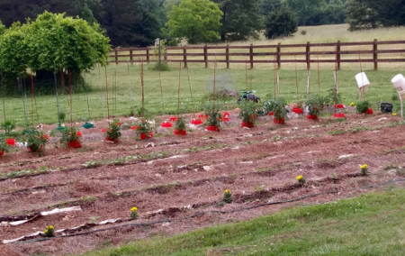 vegetable garden with mulch on top