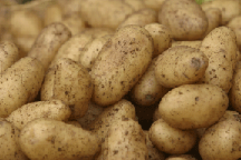russet potato