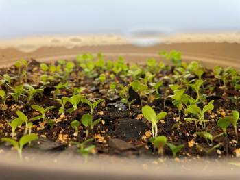 lettuce bowl