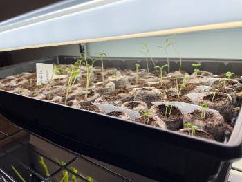 seedlings in peat pellets