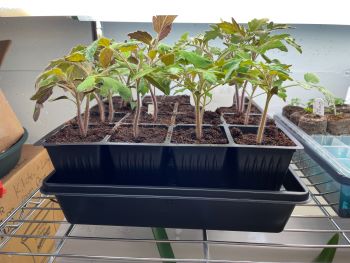 tomato seedlings