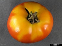 yellow shoulders tomato