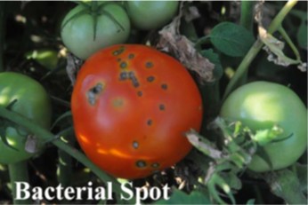 bacterial spot on tomato