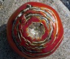 concentric cracks in tomato