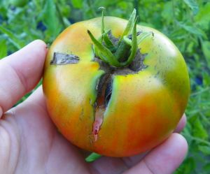 split tomato