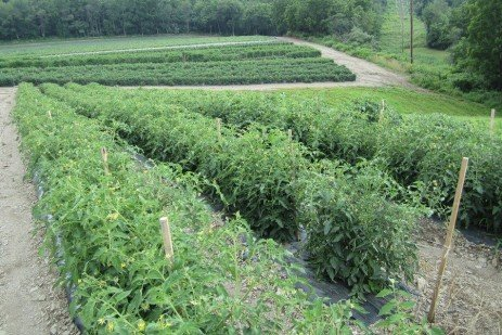 tomatoes on a trellis