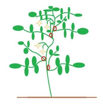 tomato pruning diaghram