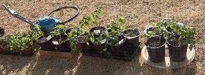 plants hardening off outside
