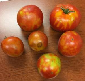 tomato spotted wilt virus on fruit