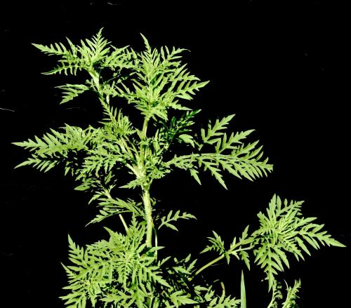 Common Ragweed