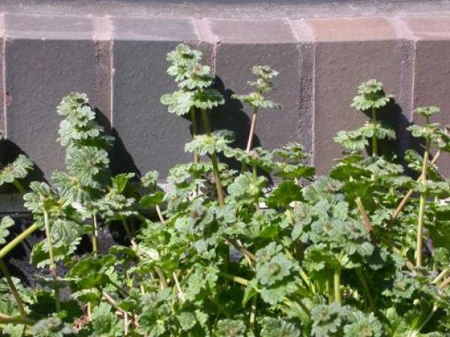henbit